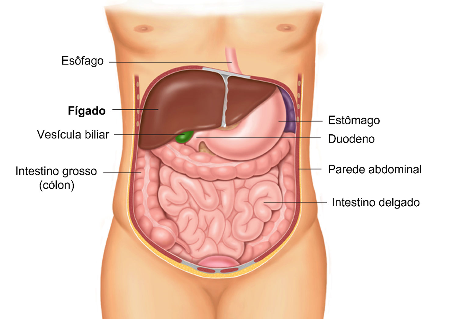 Esteatose Hepática | Dra. Raiane Crespo