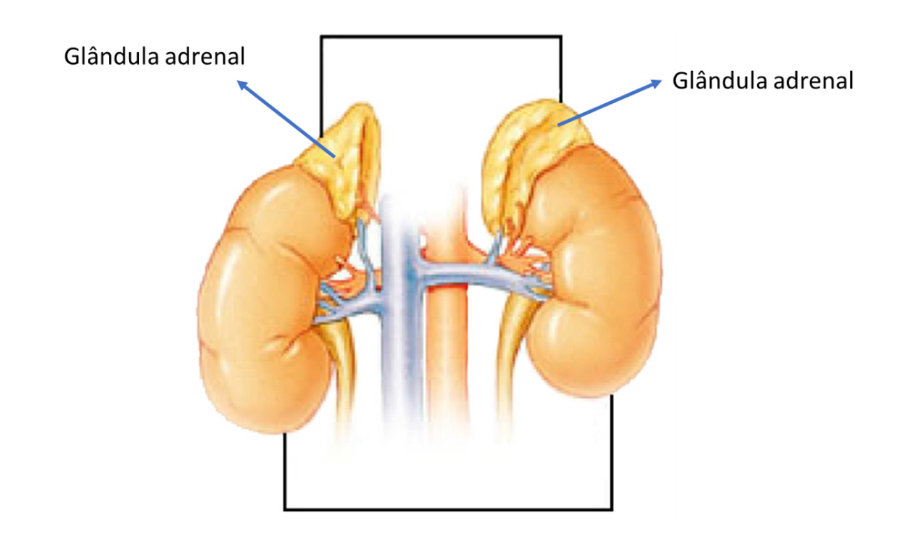 Glândulas adrenais | Dra. Raiane Crespo