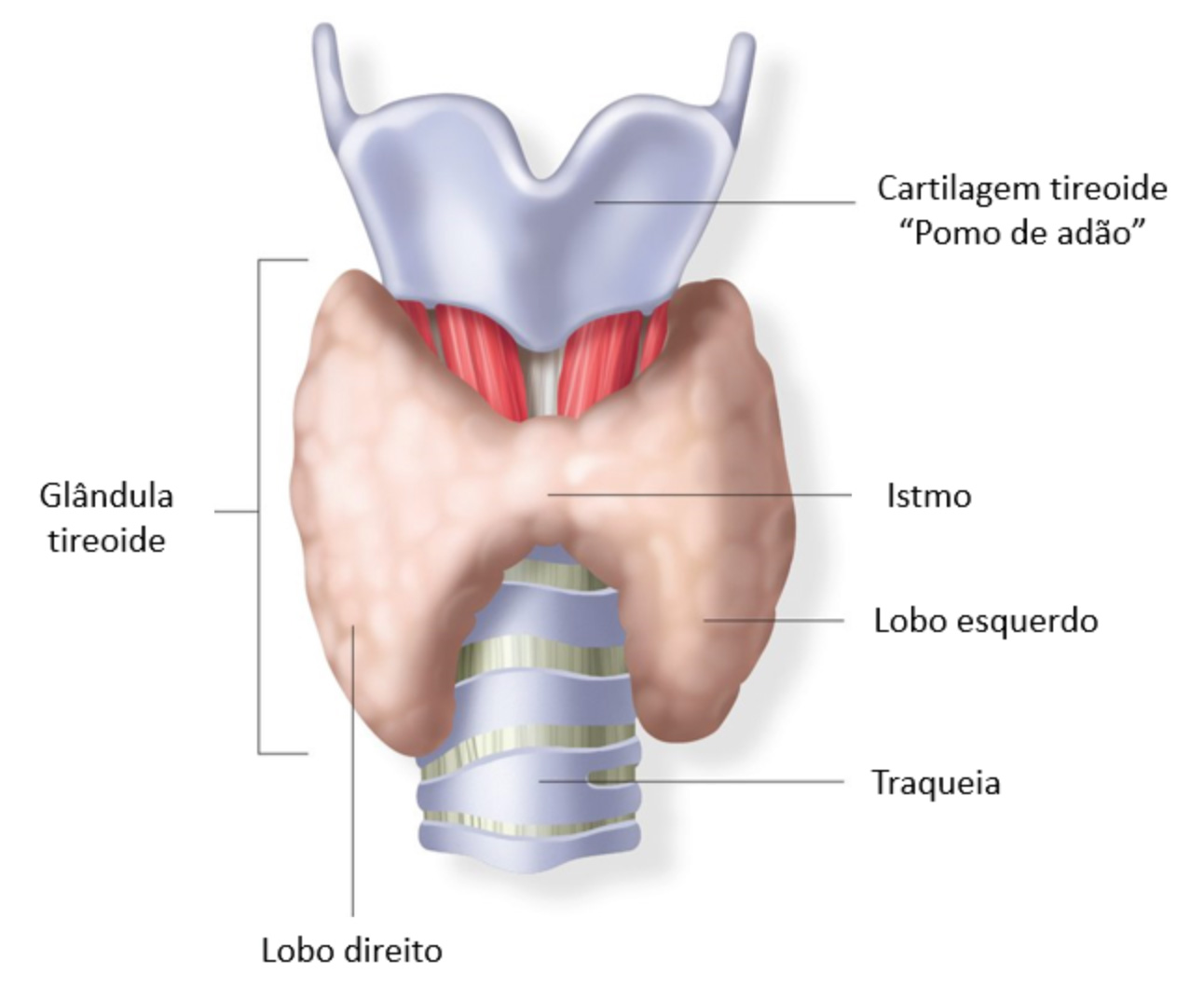 Glândula tireoide | Hipotireoidismo | Dra. Raiane Crespo